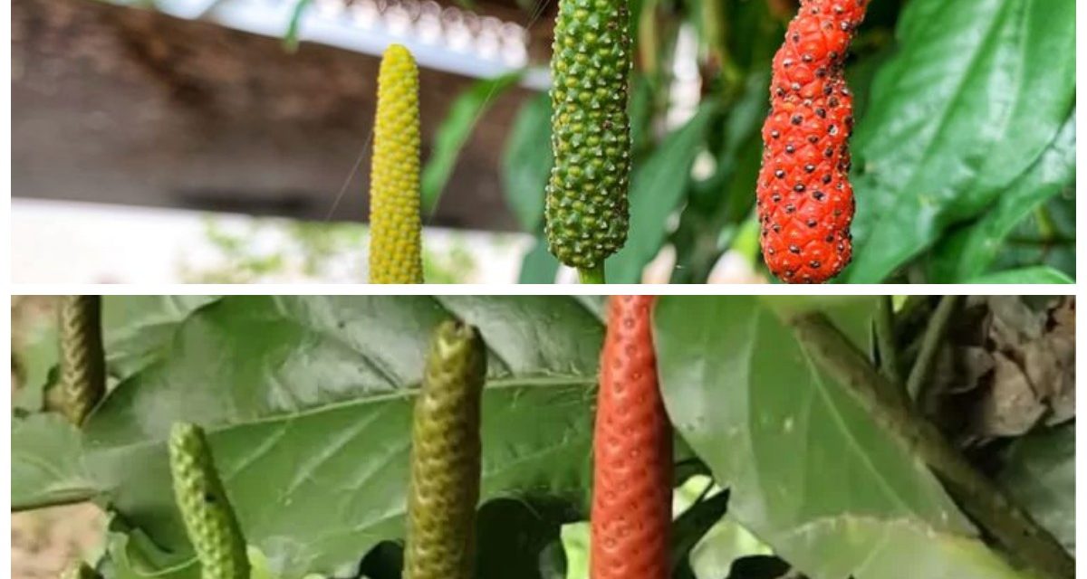 Kegunaan Cabe Jawa Yang Bantu Stamina Jadi Lebih Baik