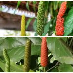 Kegunaan Cabe Jawa Yang Bantu Stamina Jadi Lebih Baik