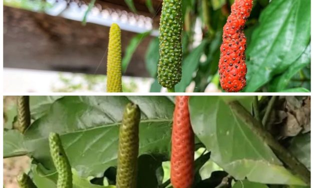 Kegunaan Cabe Jawa Yang Bantu Stamina Jadi Lebih Baik