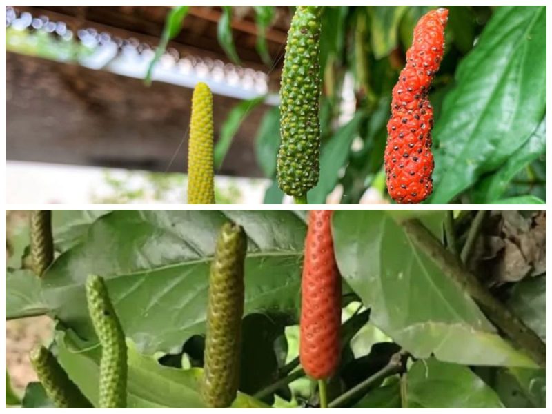 Kegunaan Cabe Jawa