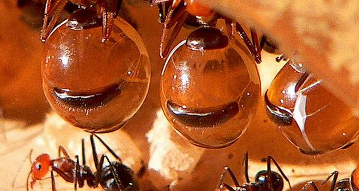 Semut Madu Unik Dengan Perut Besar Di Penuhi Cairan Manis