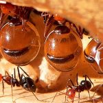 Semut Madu Unik Dengan Perut Besar Di Penuhi Cairan Manis