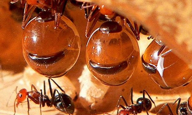 Semut Madu Unik Dengan Perut Besar Di Penuhi Cairan Manis