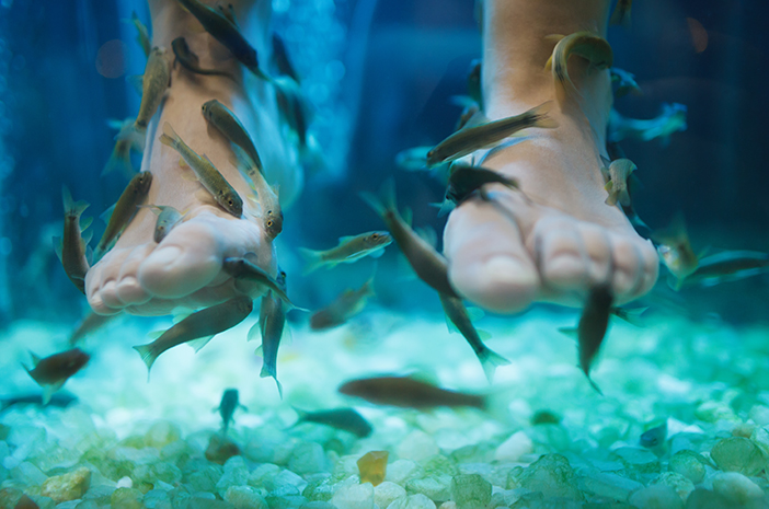 Terapi Ikan Ternyata Sangat Berguna Di Dunia Kesehatan